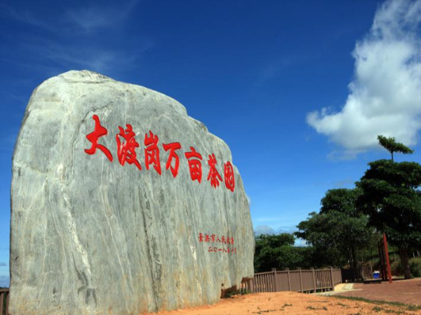 大渡崗萬(wàn)畝茶園