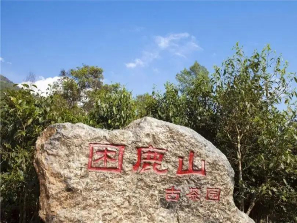 困鹿山古樹茶