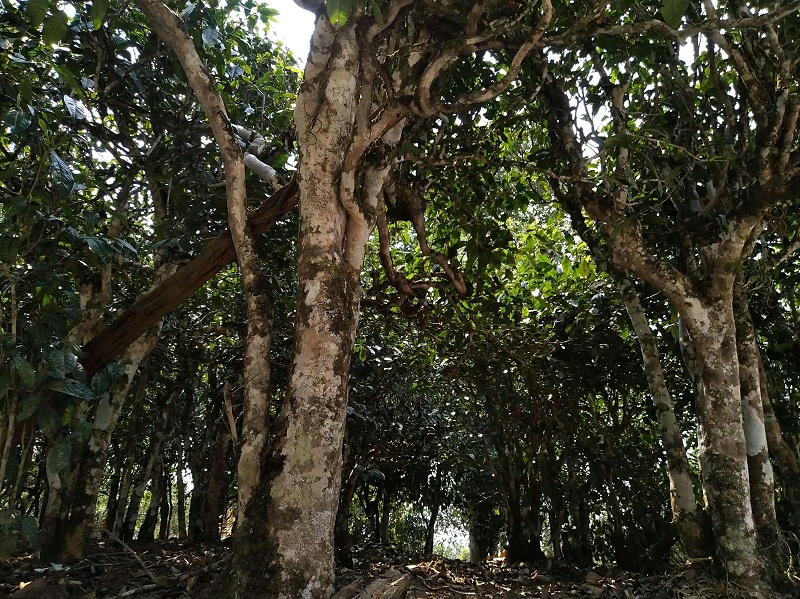 古樹茶的價格