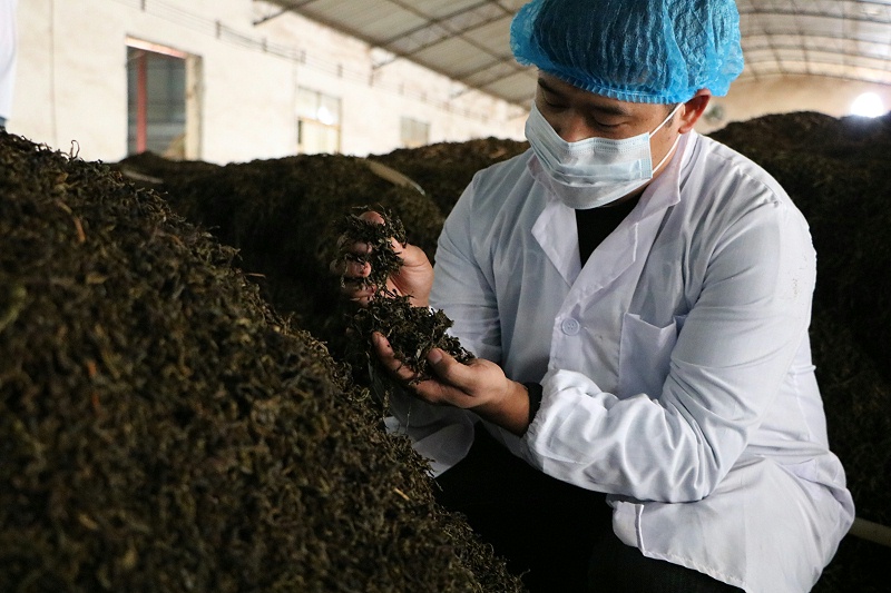 熟茶發酵