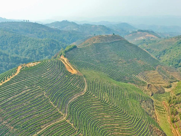 保山茶區