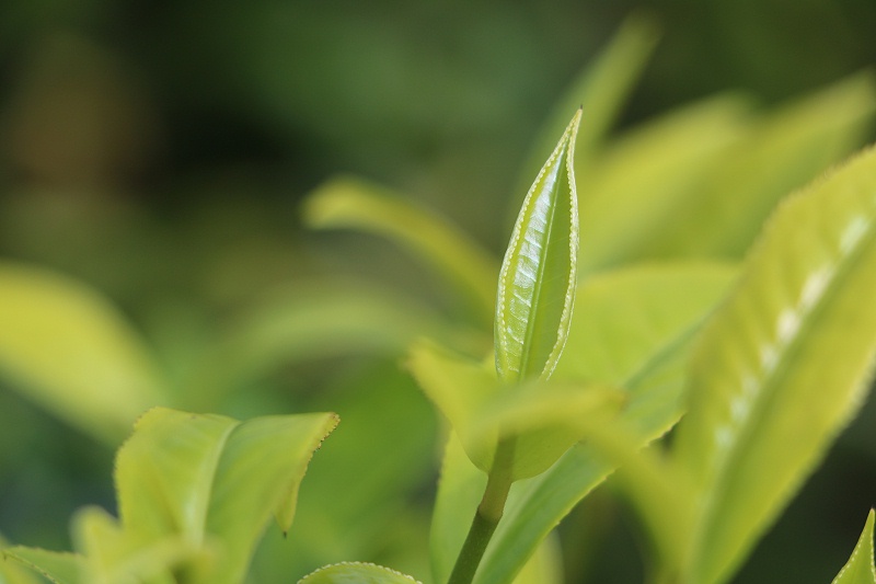 臺(tái)地茶