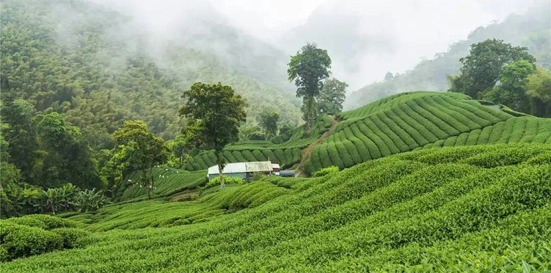 臺(tái)地茶