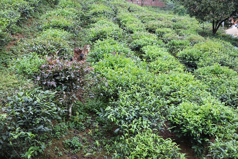 臺(tái)地茶