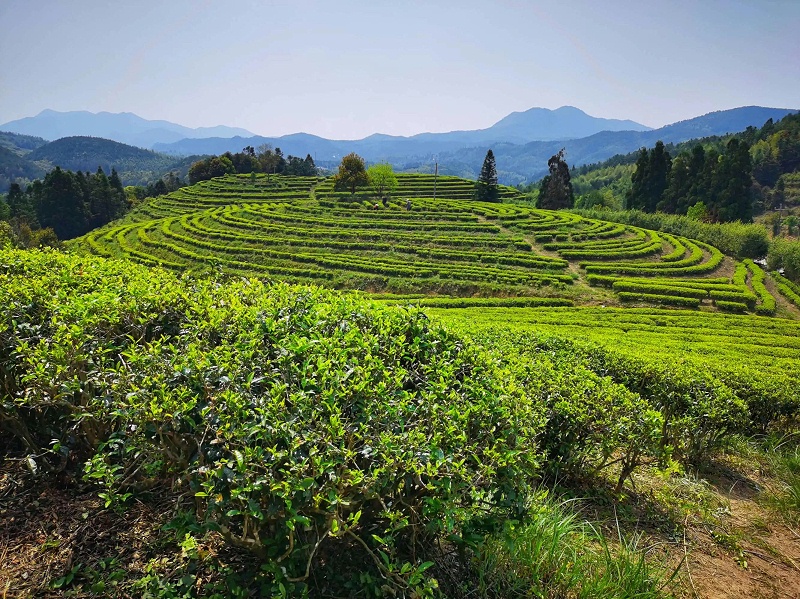 臺地茶
